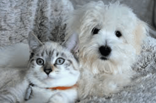 Animaux de compagnie chien et chat